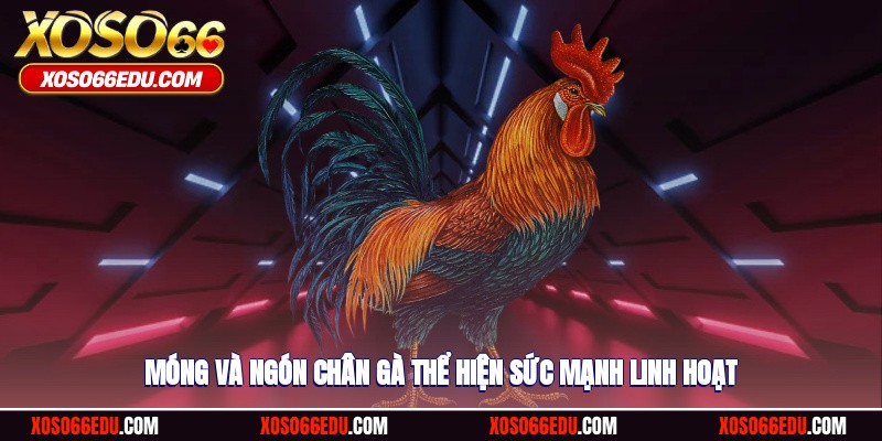 Móng và ngón chân gà thể hiện sức mạnh linh hoạt